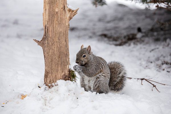 Squirrel. Eastern gray squirrel in winter. Natural scene from Wisconsin, squirrels