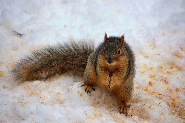 The fox squirrel, also known as the eastern fox squirrel or Bryant's fox squirrel, is the largest species of tree squirrel native to North America, squirrels