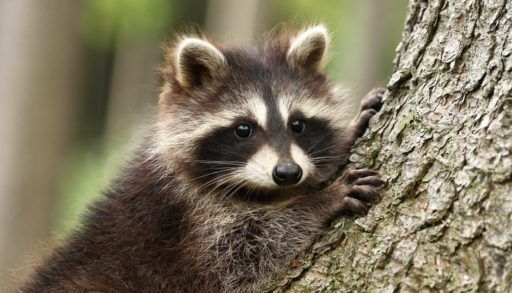 Raccoon