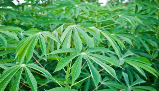 Leaves of cassava plant. Cassava is the third largest source of food carbohydrates in the tropics after rice and maize, cannabis similarities