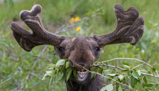funny awkward moose eating branches