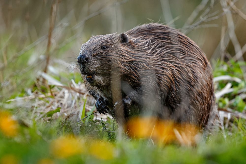 European beaver