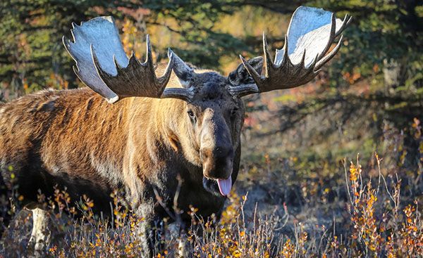 Moose in the denali national park Alaska stretches out tongue
