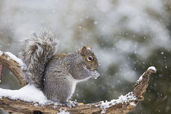 Squirrel on snowy branch in winter, squirrels