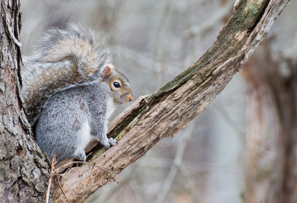grey squirrel