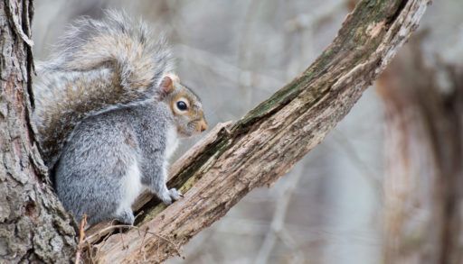 grey squirrel