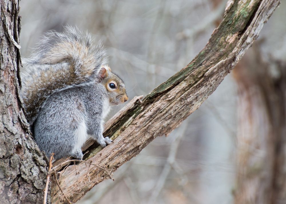 grey squirrel