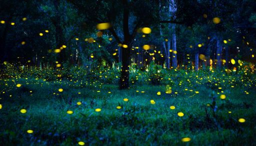 Fireflies in the forest
