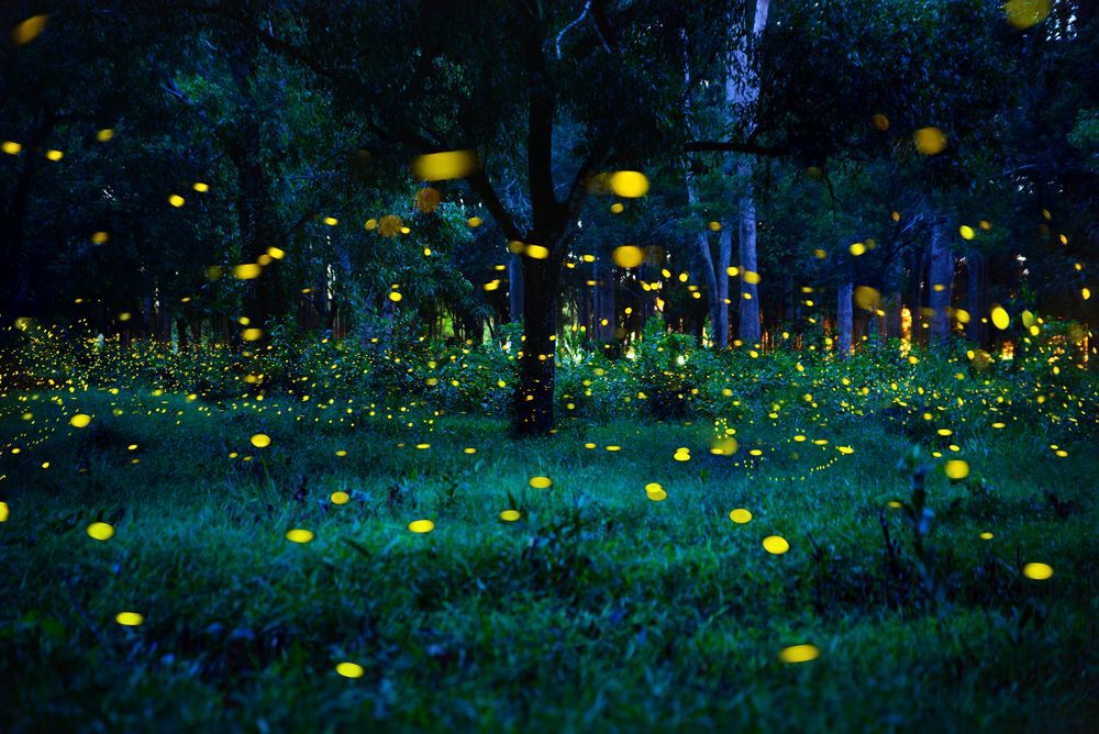 Fireflies in the forest