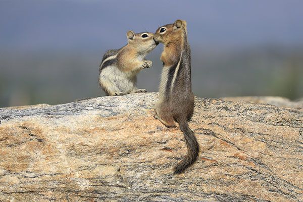 kissing chipmunks, love