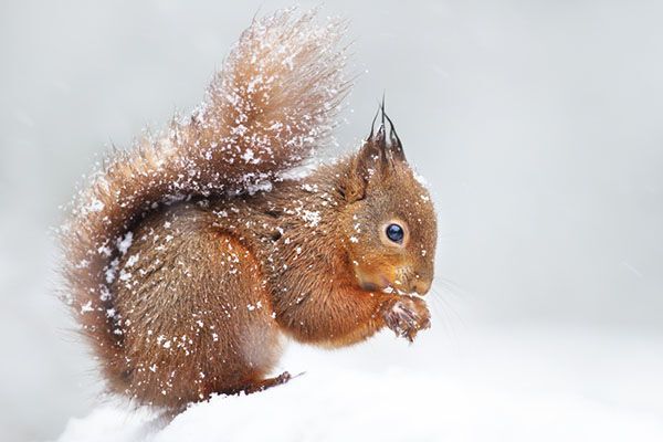 Cute red squirrel sitting in the snow covered with snowflakes. Winter in England. Animals in winter, squirrels