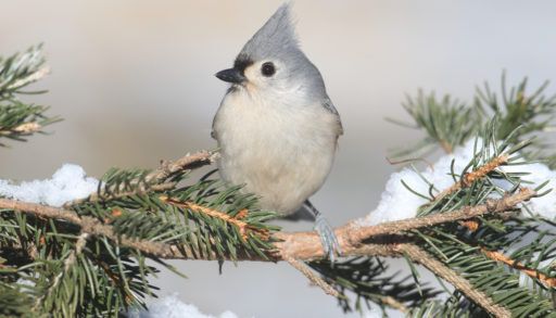 Tufted titmouse