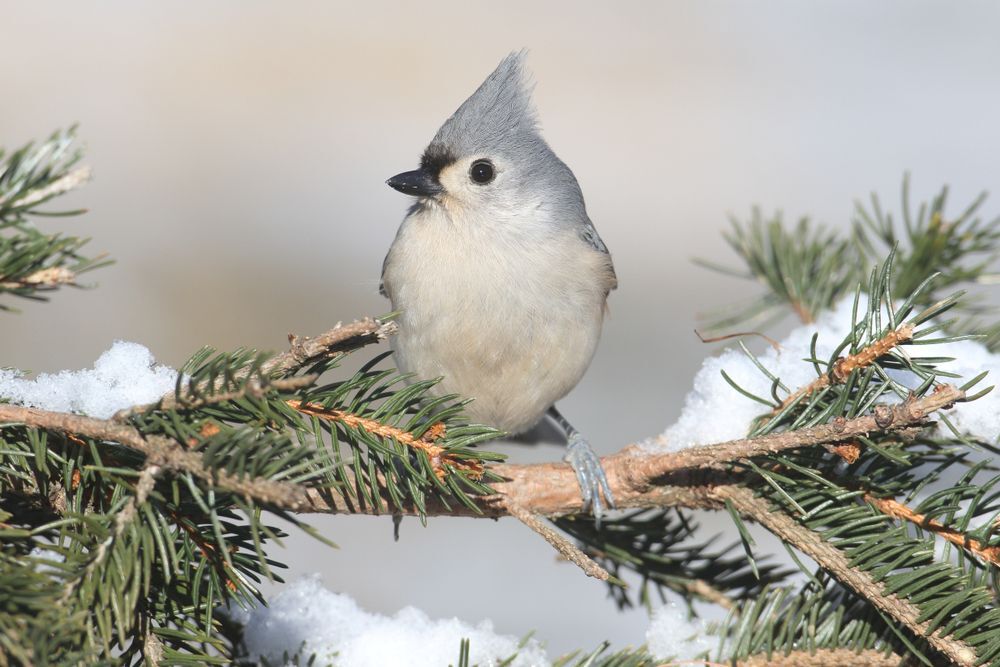 Tufted titmouse