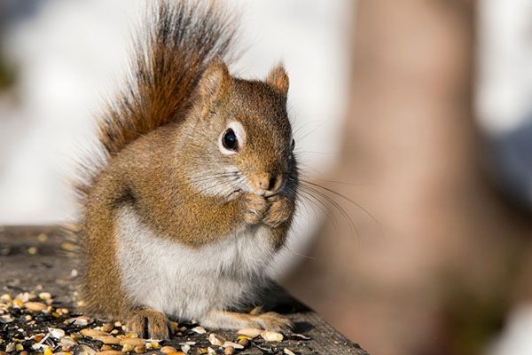 A small red squirrel feasting on a pile of seeds and nuts, squirrels