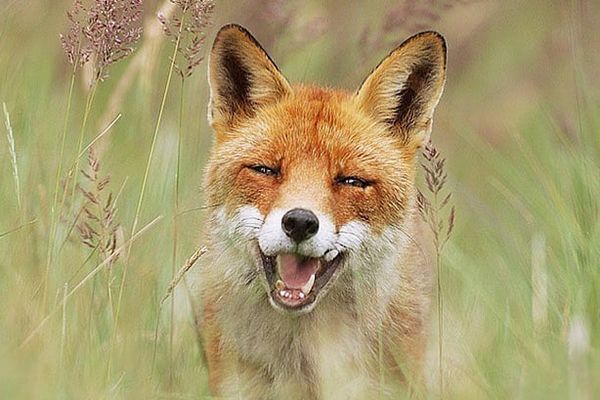 fox yawning