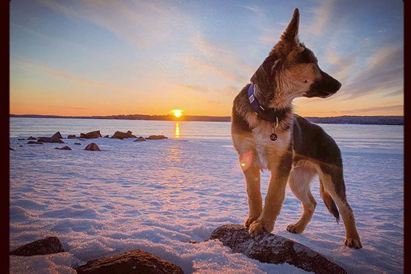 German Shepard puppy standing on rock on a frozen lake with sunset in the background