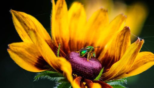 spring flower and insect