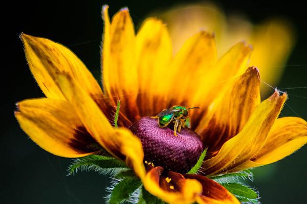 spring flower and insect