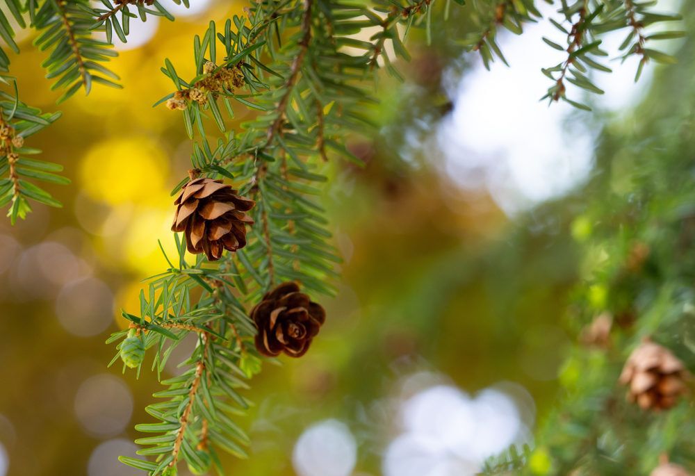 Close up of Eastern Hemlock tree branch without visible invasive insects