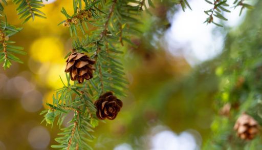 Close up of Eastern Hemlock tree branch without visible invasive insects