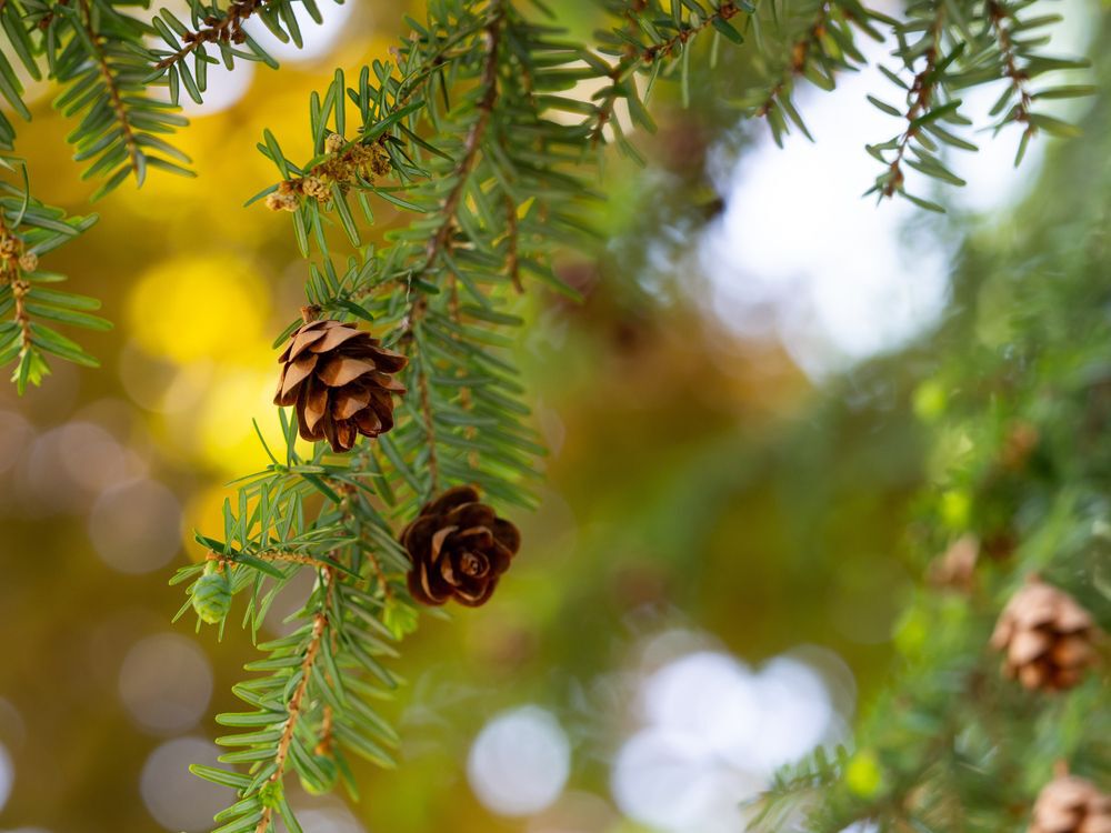 Close up of Eastern Hemlock tree branch without visible invasive insects