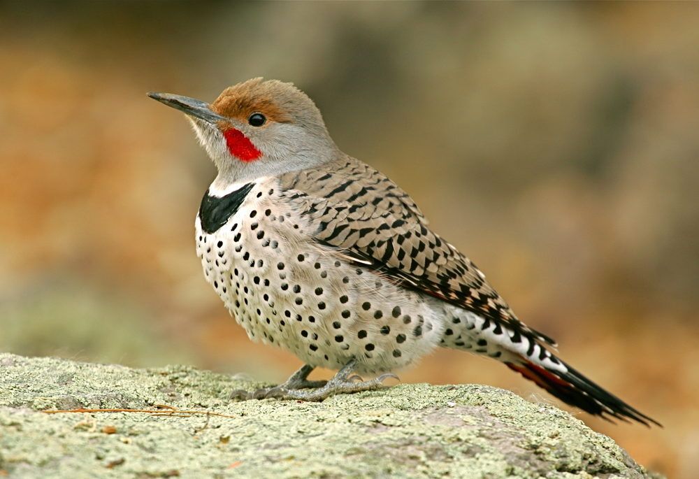 Male Northern flicker