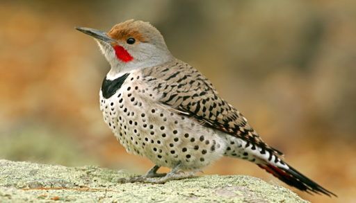 Male Northern flicker