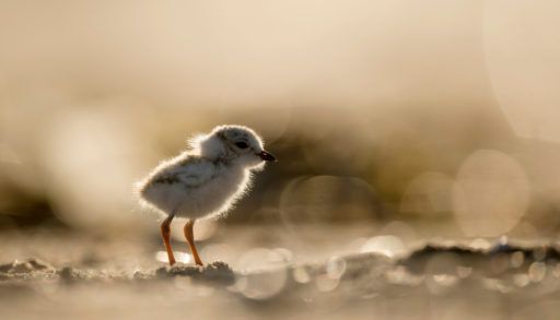 piping plover