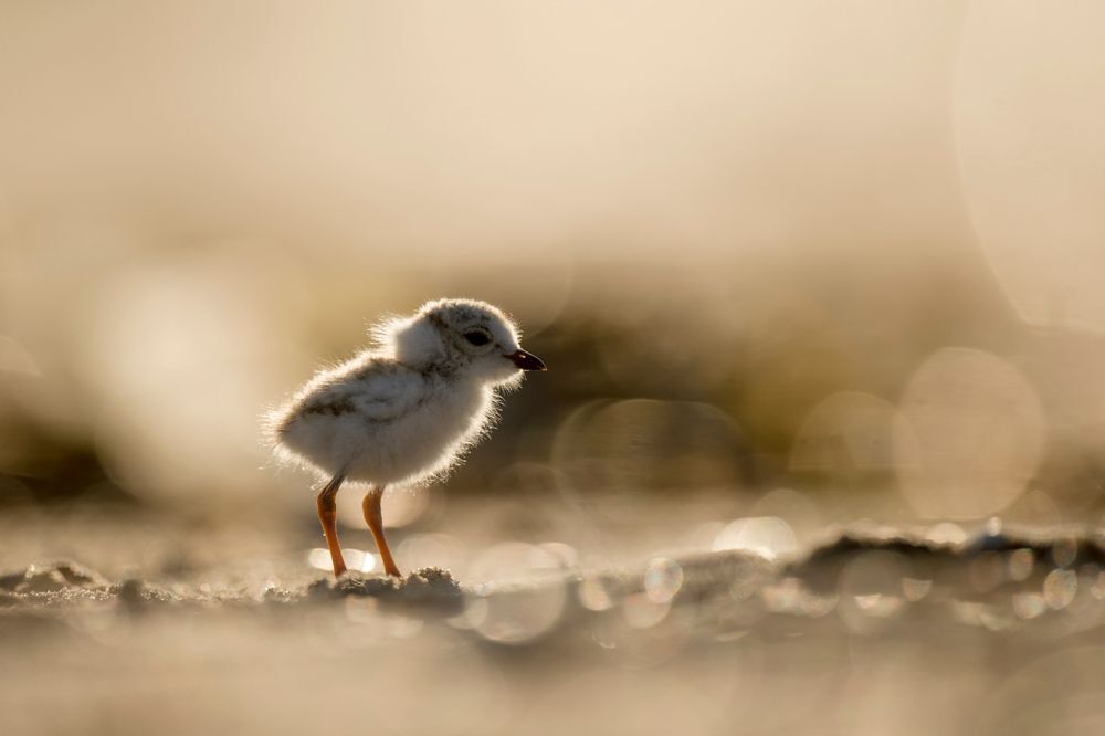 piping plover