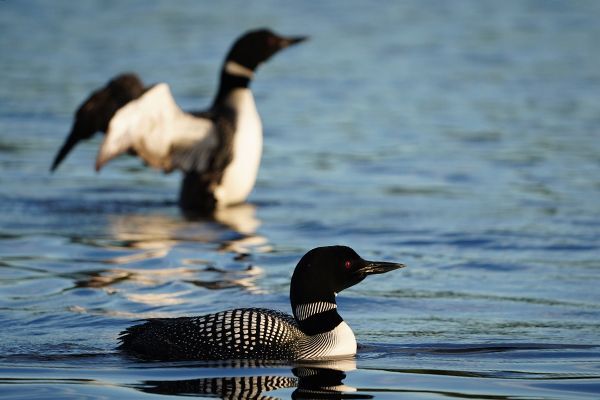 loons gliding on a blue lake, spring