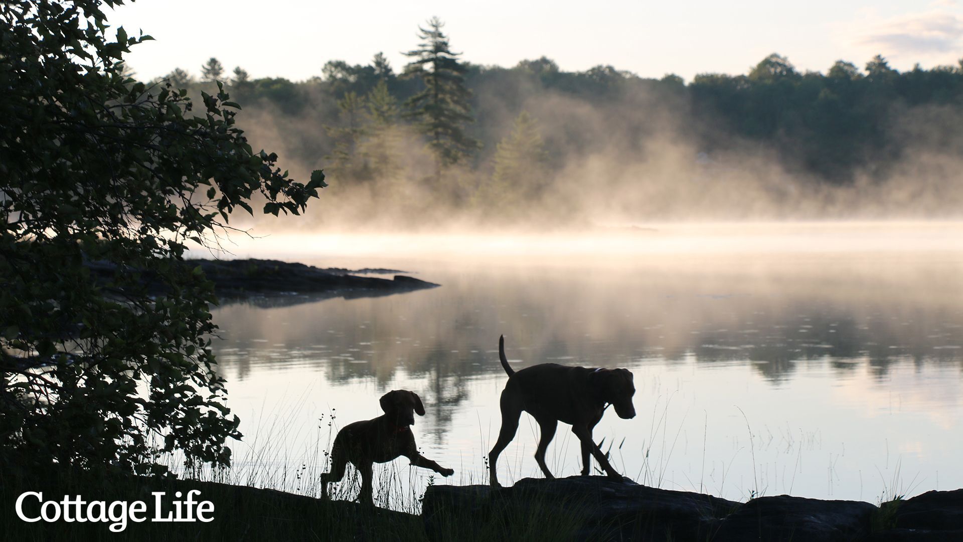 puppies by the lake