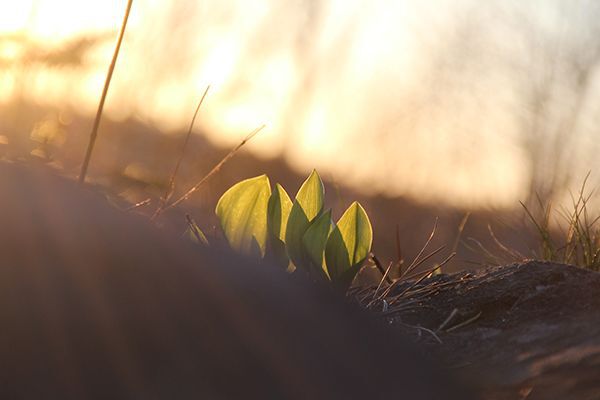small plant growth seen against a dusky sky, spring