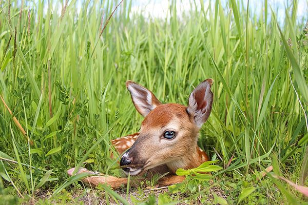 deer fawn in bright green grass, spring