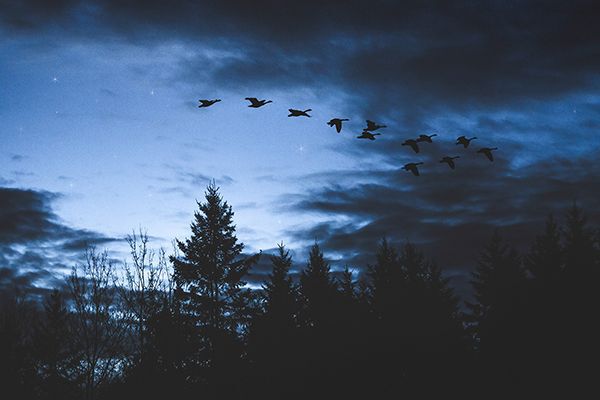 geese flying against a partially darkened sky