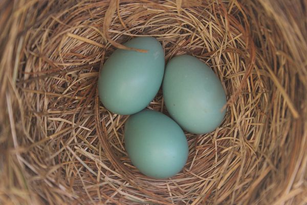 blue robin eggs in a nest, spring