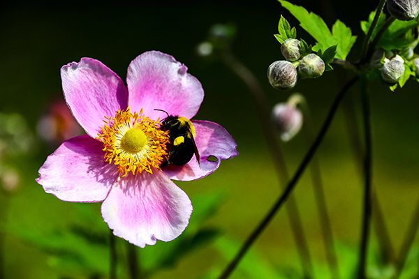 bee collecting pollen on a pink flower