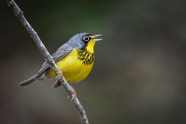 grey and yellow bird perched on a brach with it's beak open