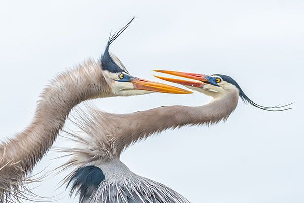 two great blue heron birds engage their beaks