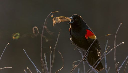 Red-winged Blackbird emits vapour from its mouth, bird