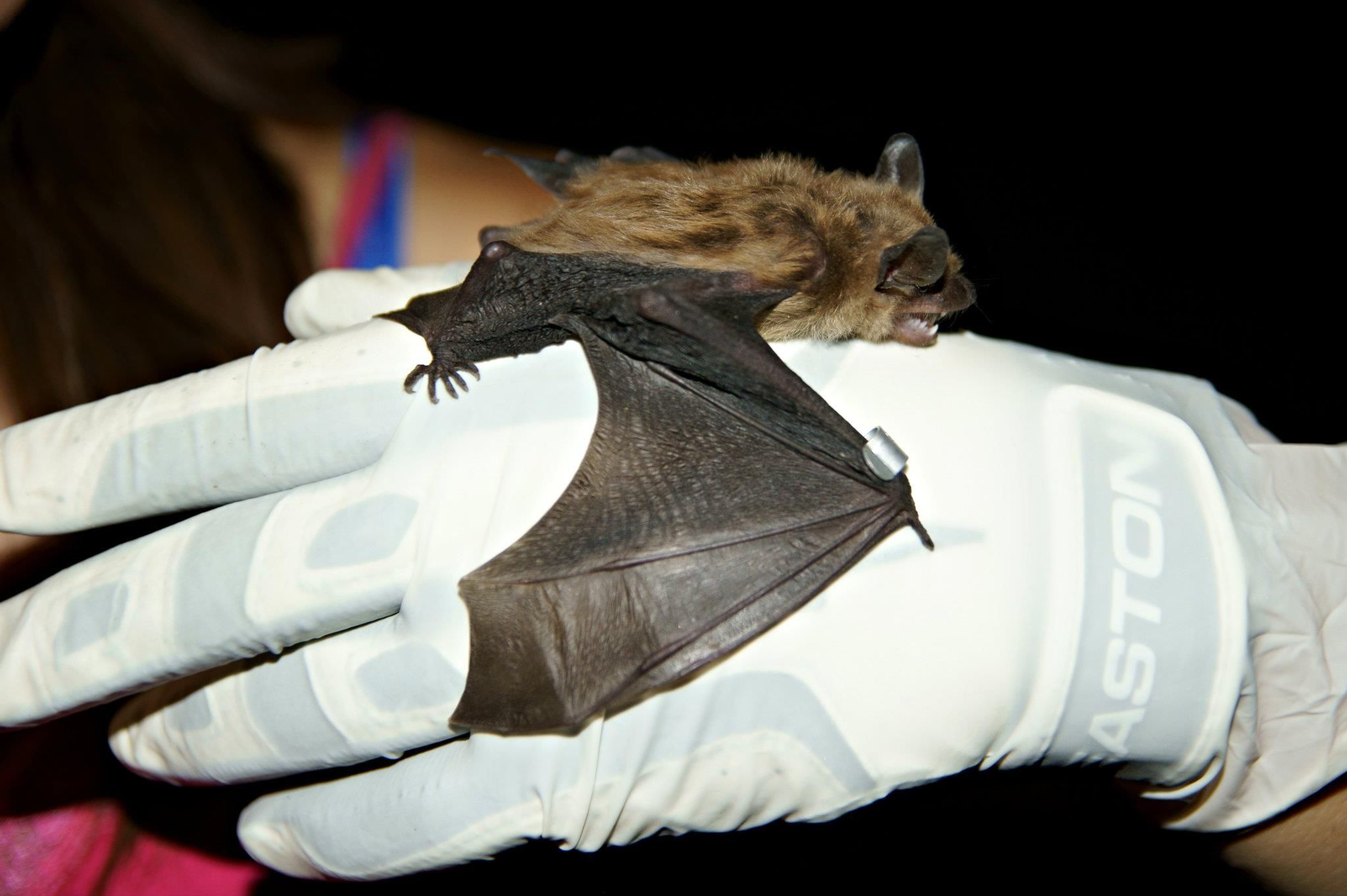 Researcher inspects healthy big brown bat