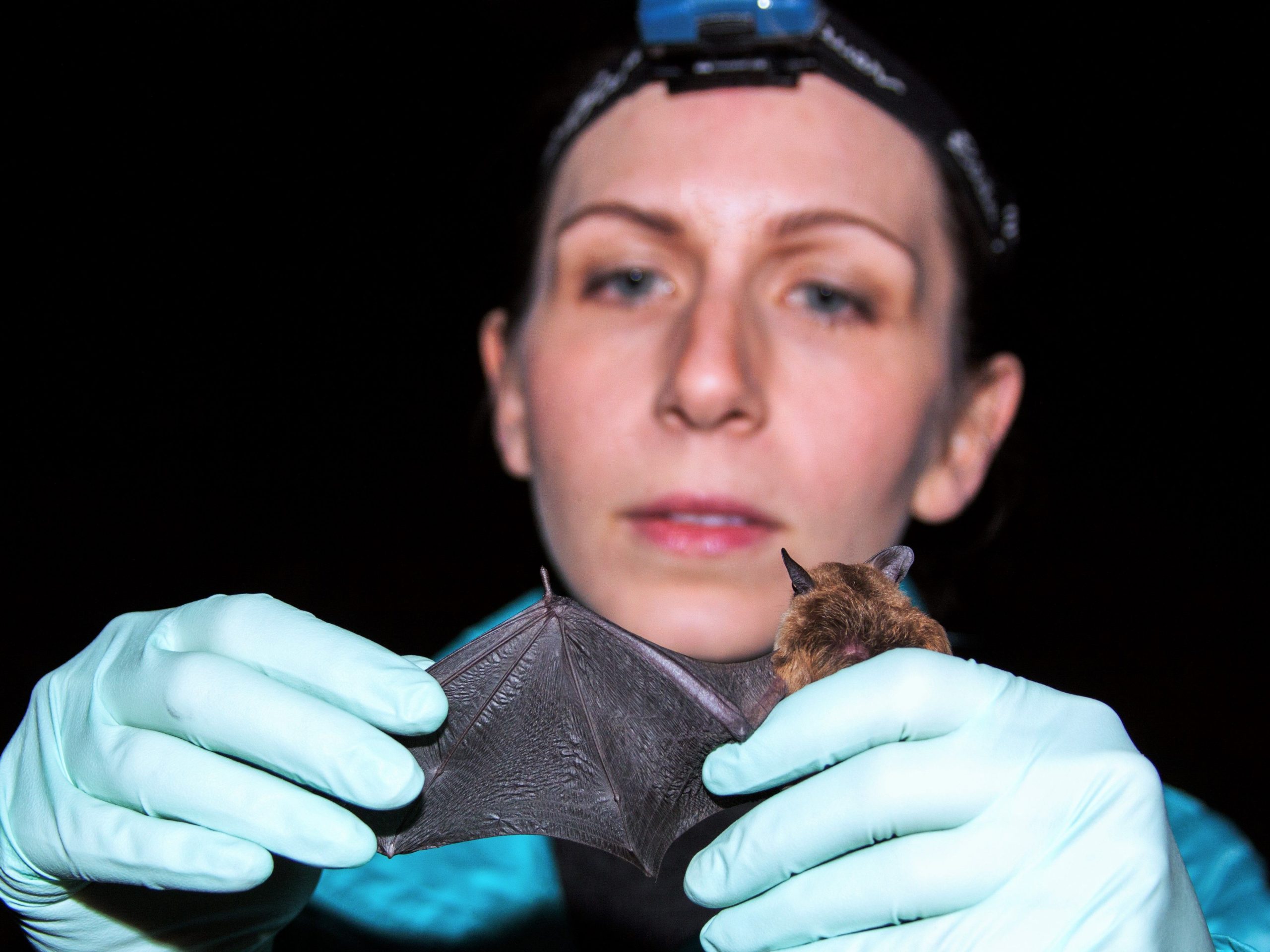 Researcher inspects the wing of a healthy big brown bat