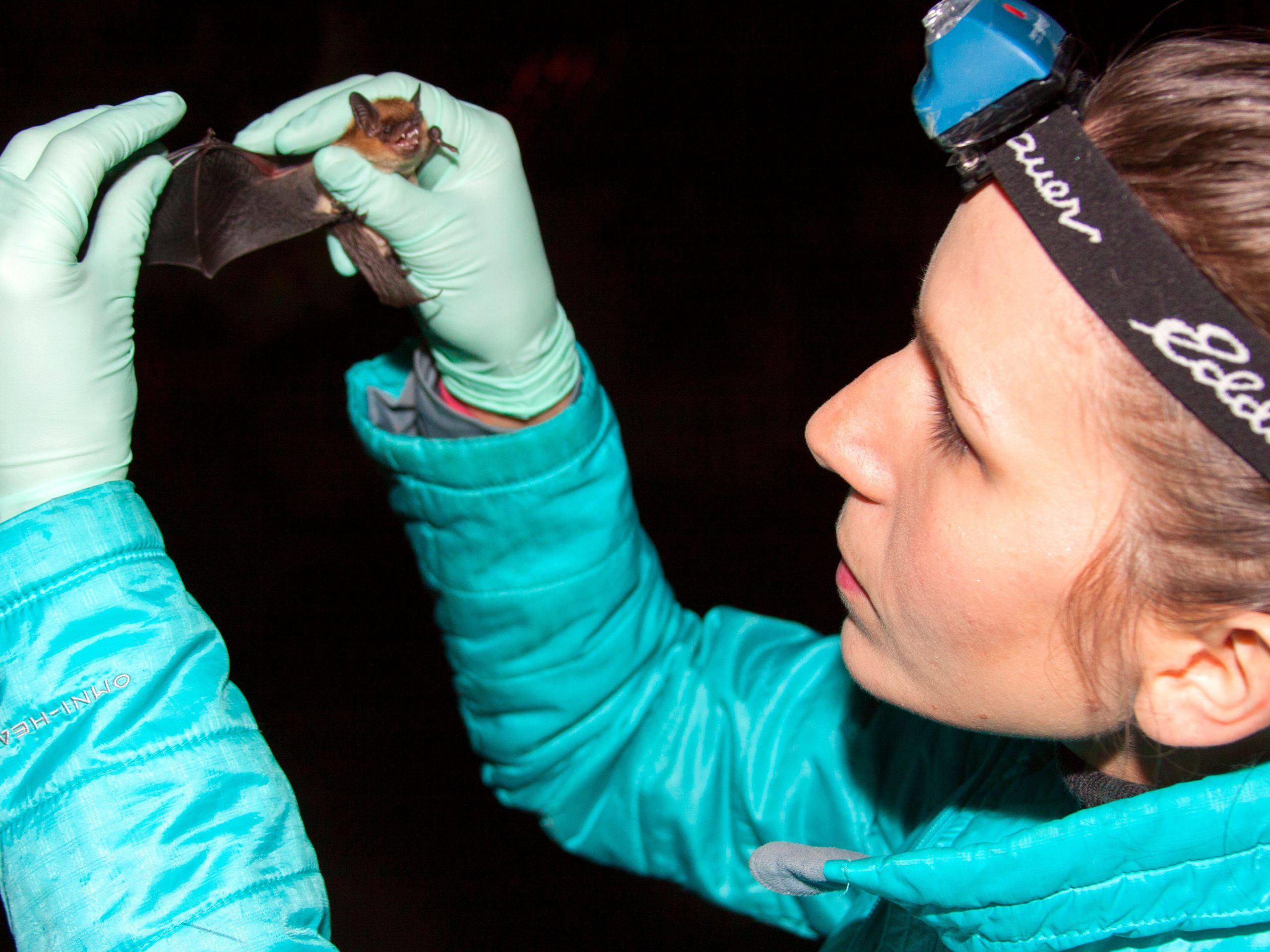 Researcher inspects healthy big brown bat