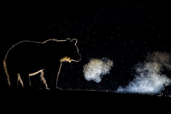 brown bear standing on a hill at night in shadow, nature photography