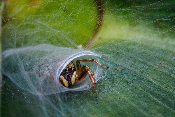 jumping spider in its nest