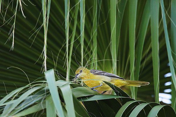 Hooded Oriole amidst plant leaves, bird