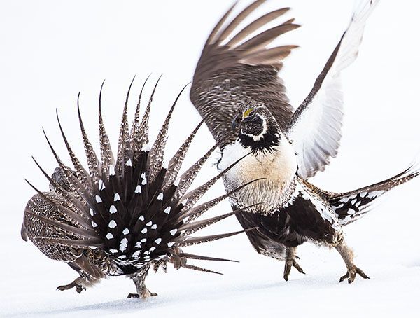 Greater Sage-Grouse fighting each other in the snow, bird