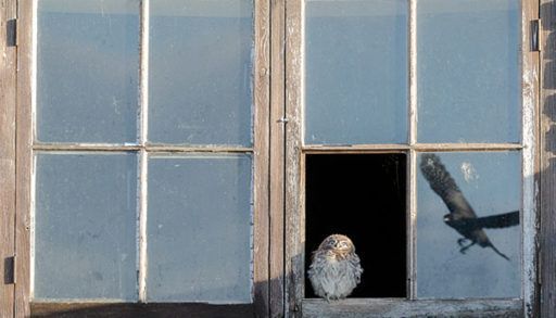 baby owl sitting in a window surprised at an ongoing hawk