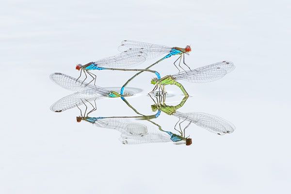 close up of damselflies on pond in London