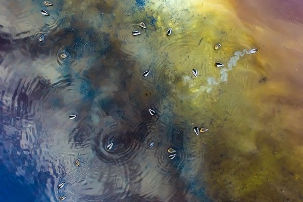 overhead shot of soda lake with variety of water birds, wildlife photography