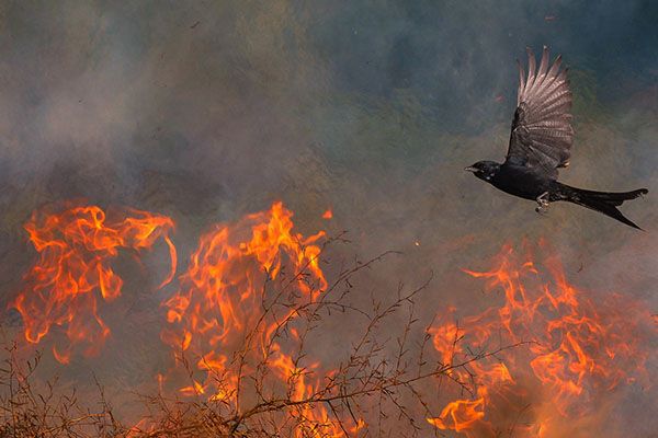 Black Drongo flying above live fire, nature photography
